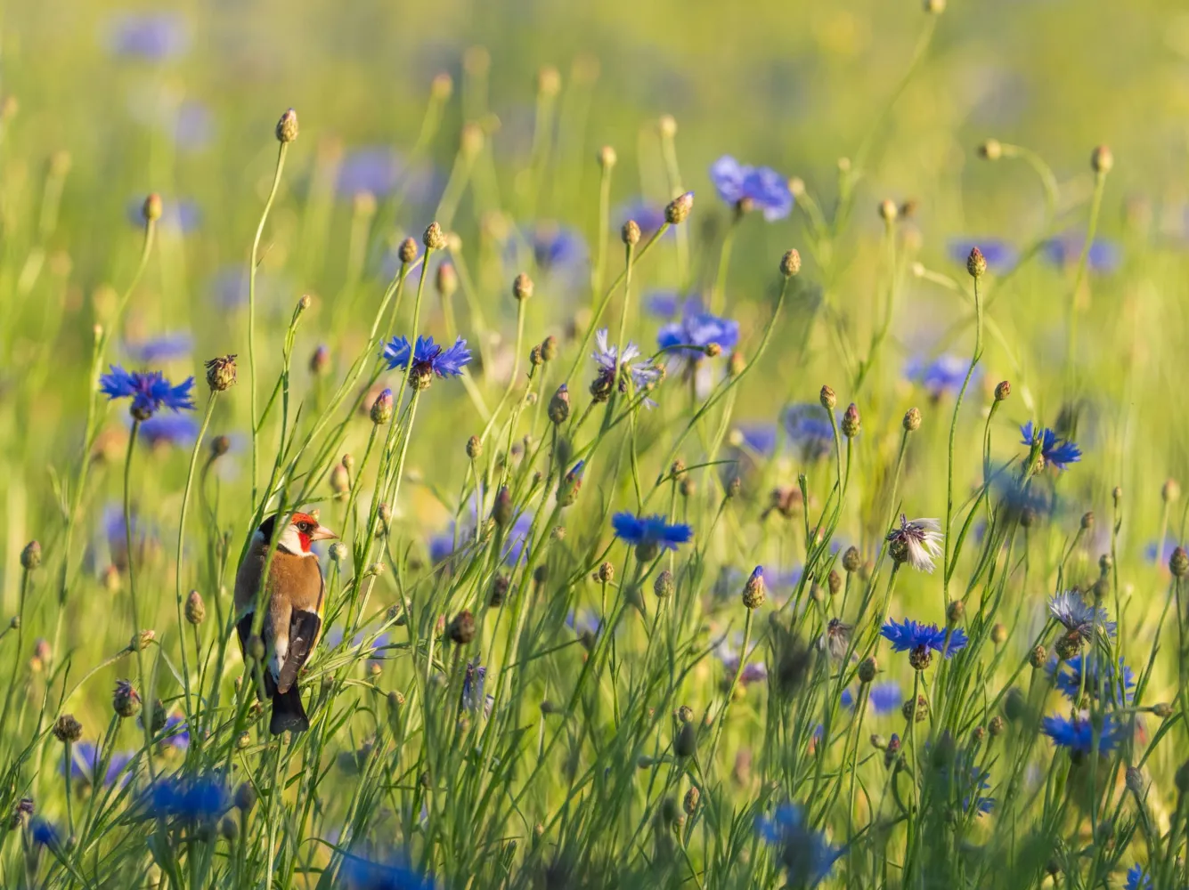 "Stieglitz in Kornblumen", Schnappschuss 2025, Platz 3 beim IWB-Biodiversitätspreis