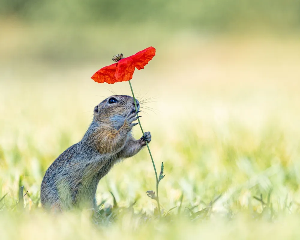 "Der Sonnenschirm", Schnappschuss 2025, Kategorie Tierporträts/Tiere in ihrem Lebensraum/Verhalten Tiere, Top 10