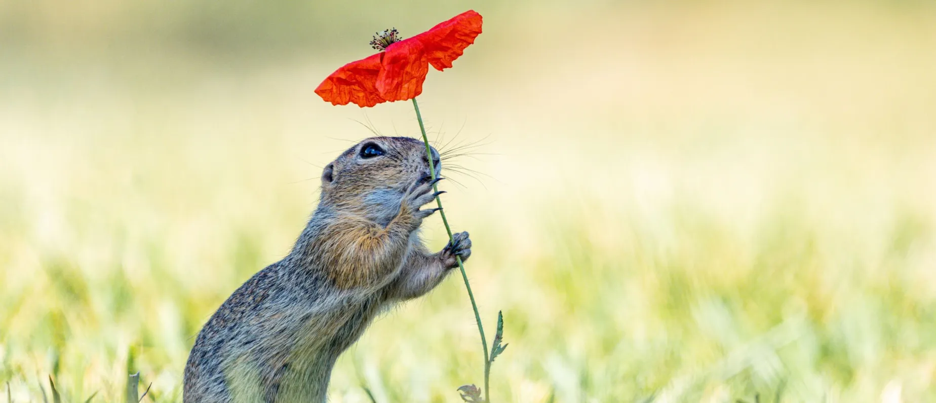"Der Sonnenschirm", Schnappschuss 2025, Kategorie Tierporträts/Tiere in ihrem Lebensraum/Verhalten Tiere, Top 10