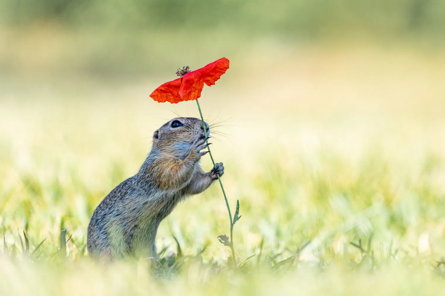 "Der Sonnenschirm", Schnappschuss 2025, Kategorie Tierporträts/Tiere in ihrem Lebensraum/Verhalten Tiere, Top 10
