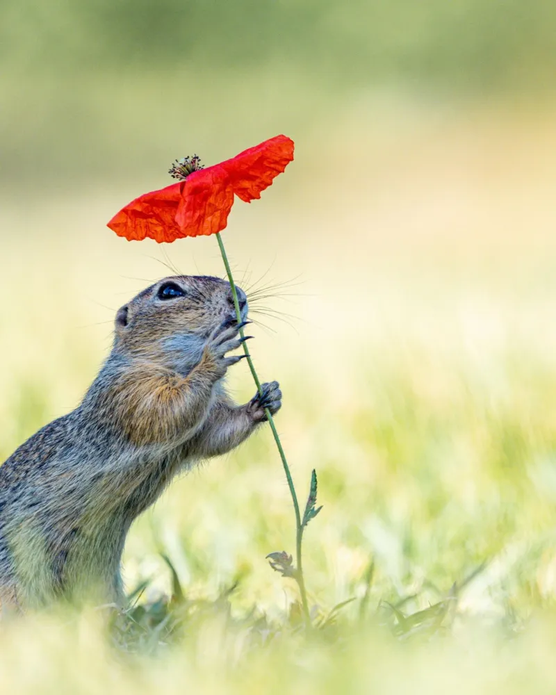 "Der Sonnenschirm", Schnappschuss 2025, Kategorie Tierporträts/Tiere in ihrem Lebensraum/Verhalten Tiere, Top 10