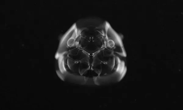 Vernissage Ausstellung: MIKROTOPIA – Franziska Baumgartner