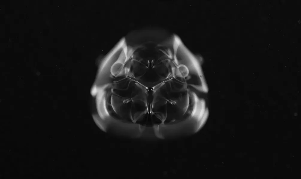 Vernissage Ausstellung: MIKROTOPIA – Franziska Baumgartner