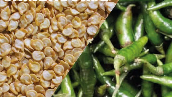 Schweizerische Samenbörse meets Chilifarm