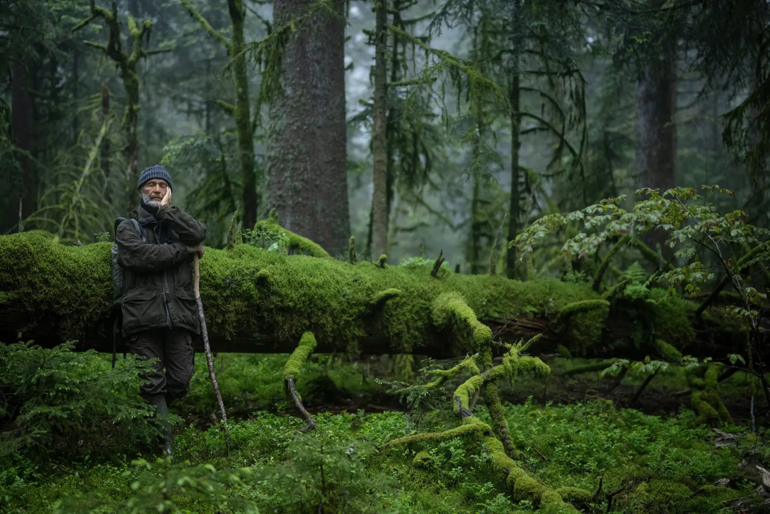 Le chant des forêts