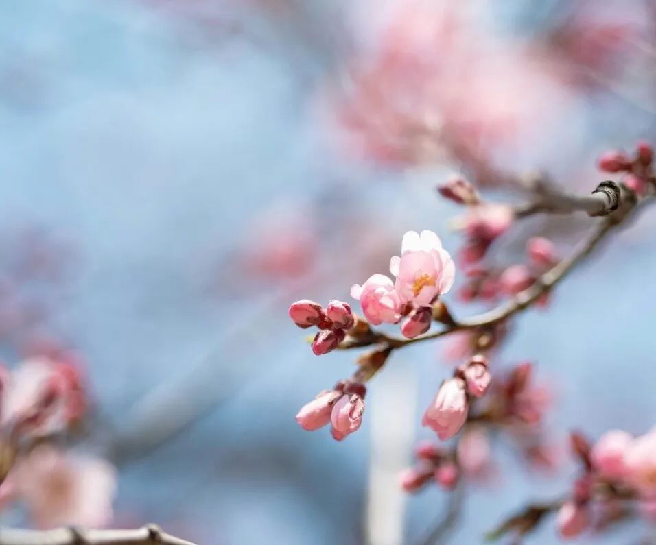 Schreiben über Schmetterlinge und Sonnenlicht