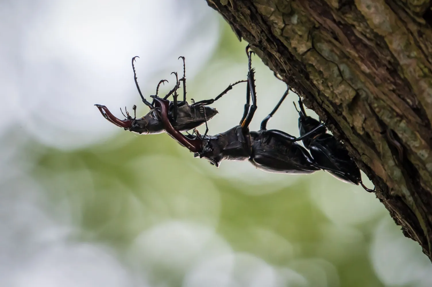 "Kampf der Giganten um Fortpflanzung", Schnappschuss 2025, Platz 1 in der Kategorie Tierporträts/Tiere in ihrem Lebensraum/Verhalten Tiere