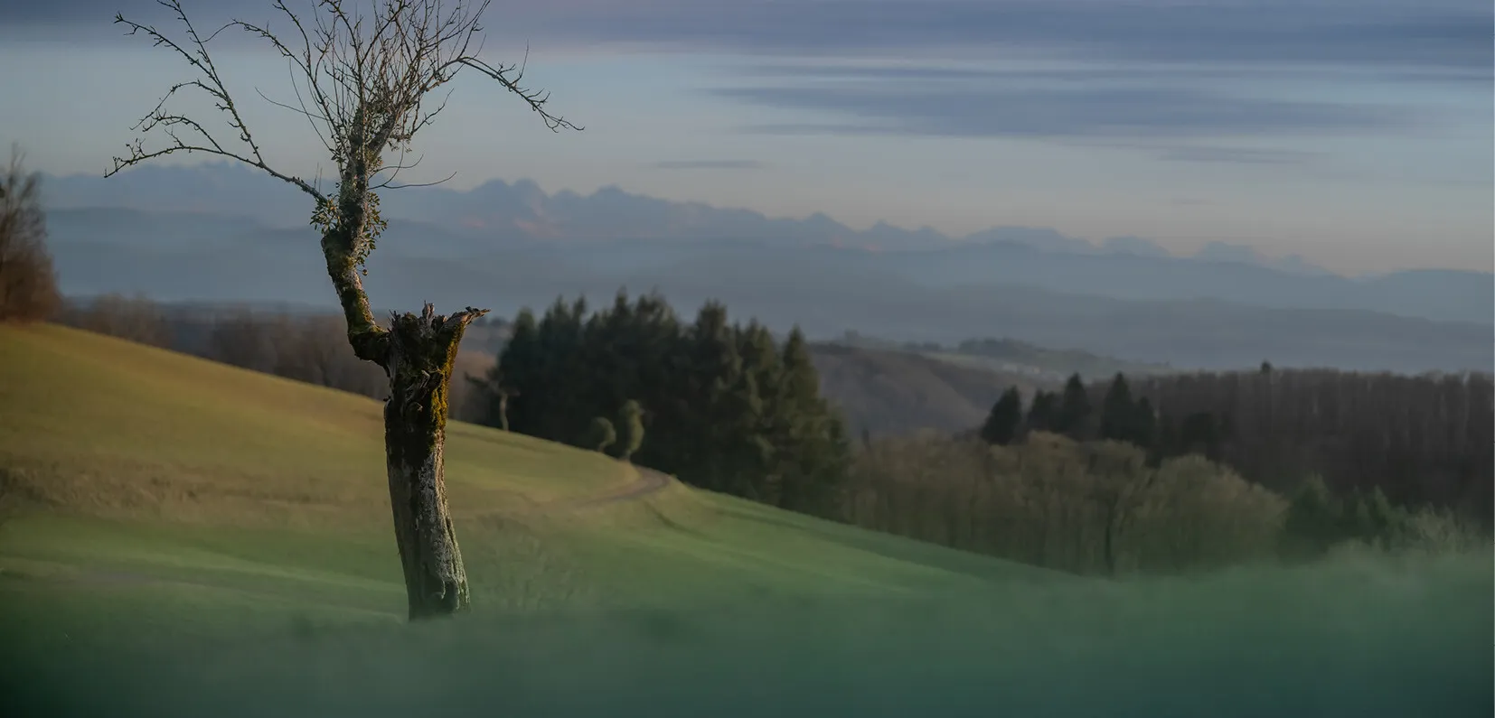 Tiefverwurzelte Verwandlungskünstler 