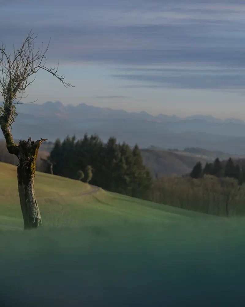 Tiefverwurzelte Verwandlungskünstler 