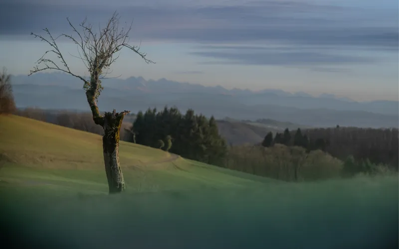 Tiefverwurzelte Verwandlungskünstler 