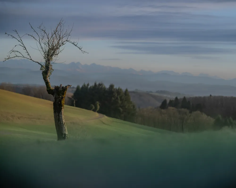 Tiefverwurzelte Verwandlungskünstler 