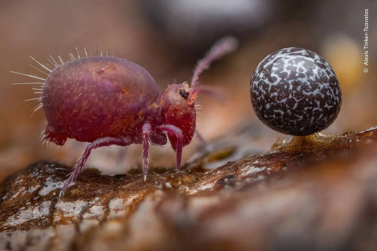 Grand Title Winner: Young Wildlife Photographer of the Year 2024