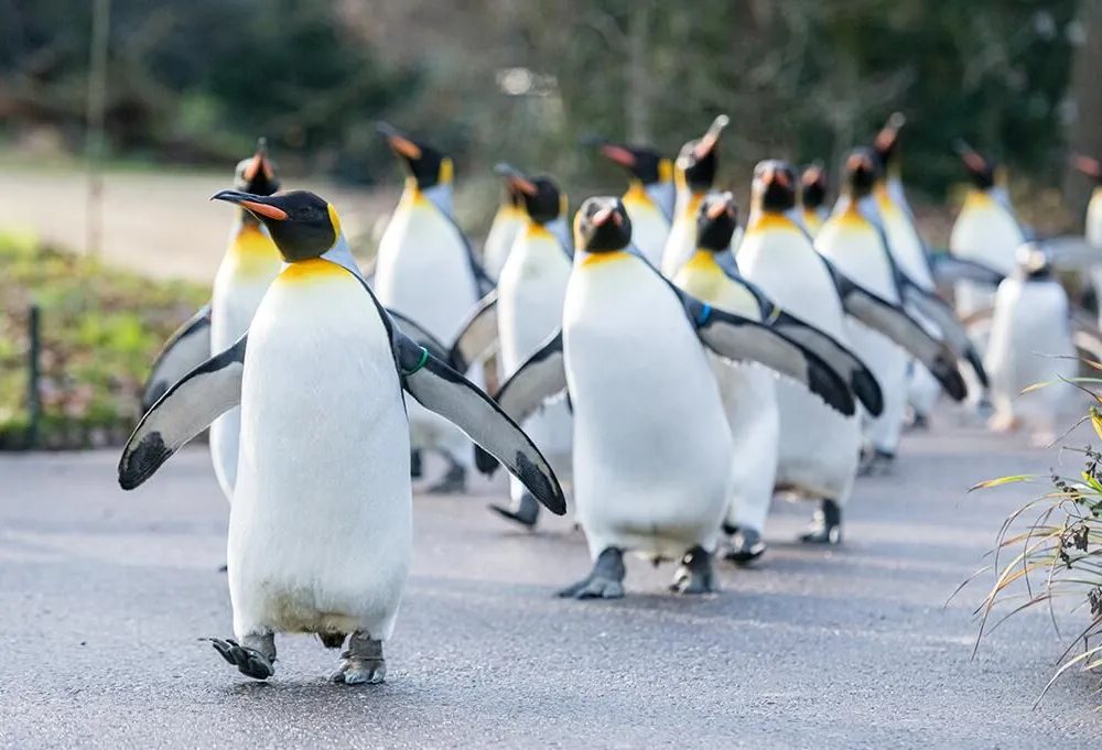 Guete Rutsch, Zolli! 