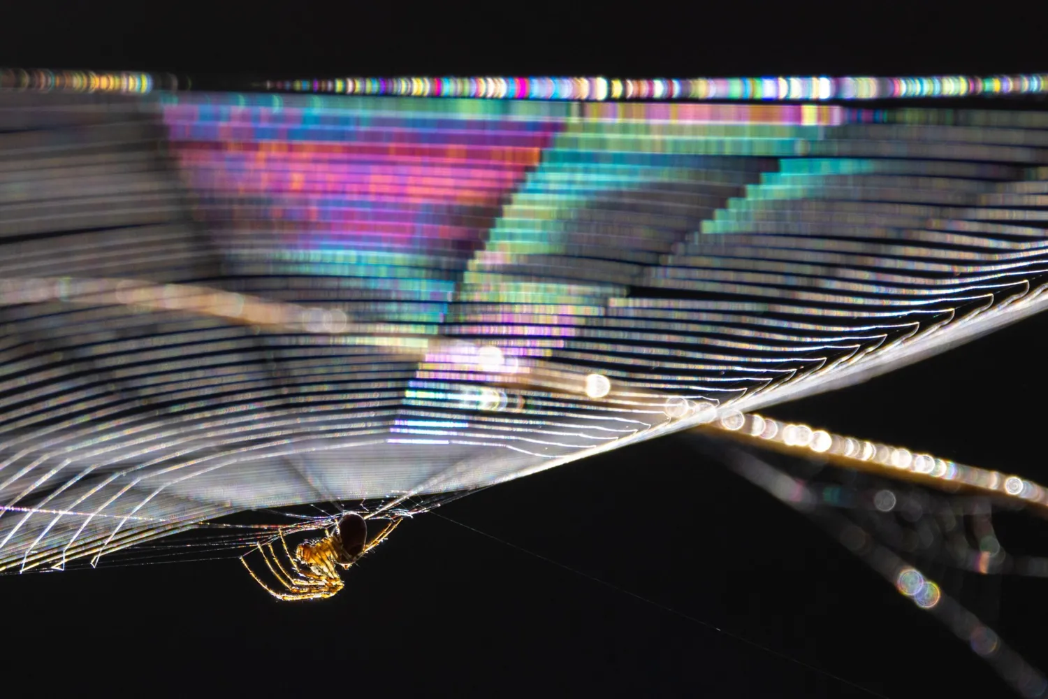 "Regenbogen im Spinnennetz", Schnappschuss 2025, Kategorie Tierporträts/Tiere in ihrem Lebensraum/Verhalten Tiere, Top 10