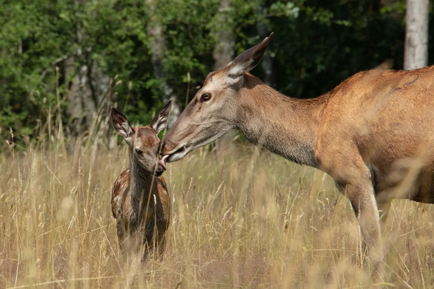 Bambi. Eine Lebensgeschichte aus dem Wald 