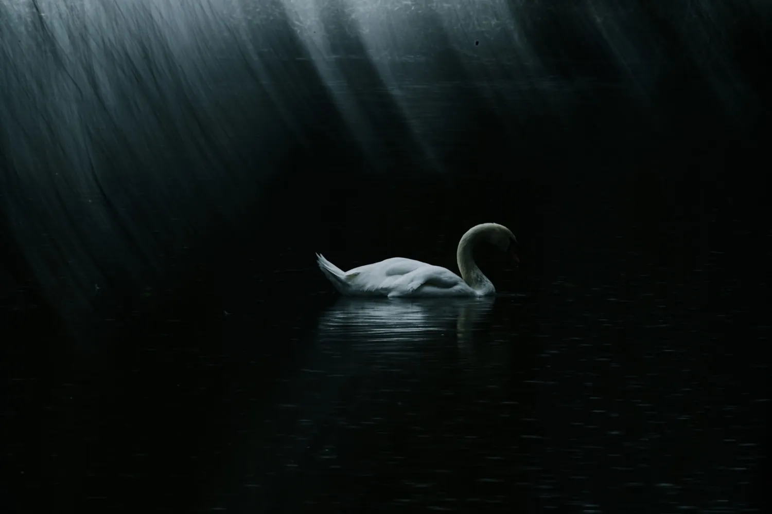 "Erhabenheit", Schnappschuss 2025, Platz 3 in der Kategorie Tierporträts/Tiere in ihrem Lebensraum/Verhalten Tiere