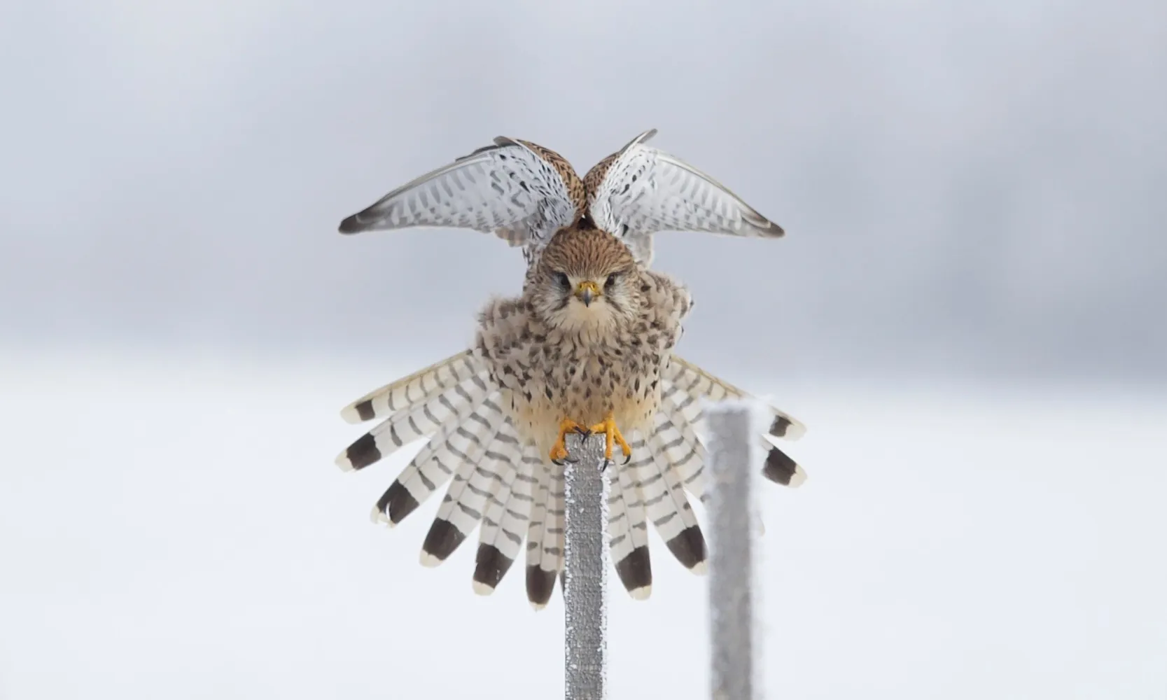 "Turmfalkenakrobatik", Gewinnerbild Publikumspreis, Schnappschuss 2025