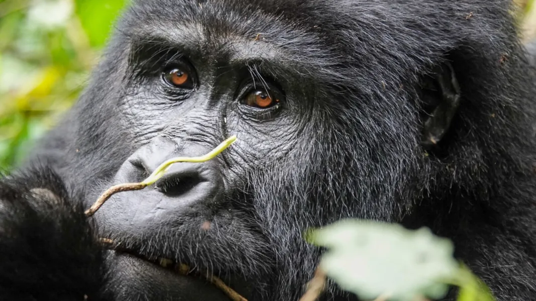 Rendez-vous mit der Welt: Traumreisen (Uganda & Neuseeland)