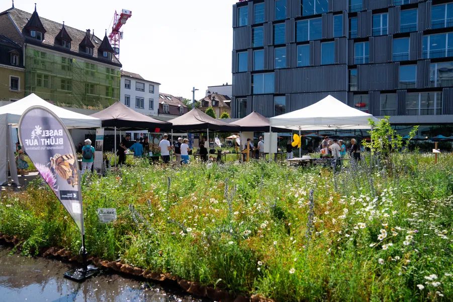 Basel blüht auf