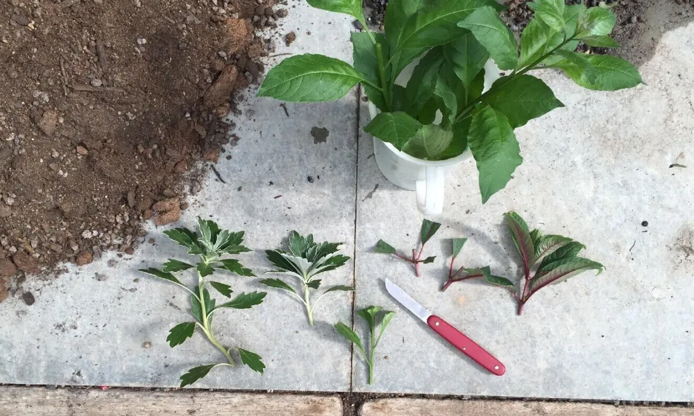 Praktische Gartentipps: Blumen machen glücklich! 