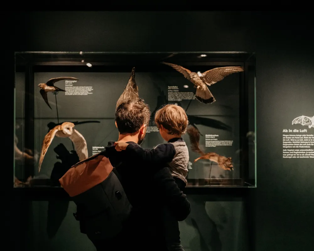 Dinoknochen und staubige Fossilien