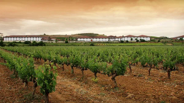 Weindegustation: Rioja klassisch vs. modern