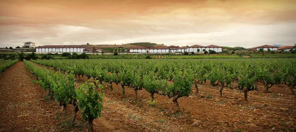 Weindegustation: Rioja klassisch vs. modern