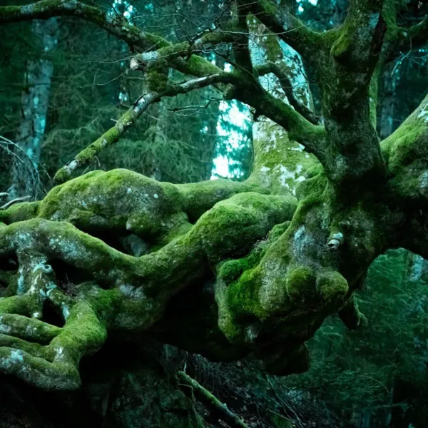 Ausstellung «Die Sprache der Bäume»