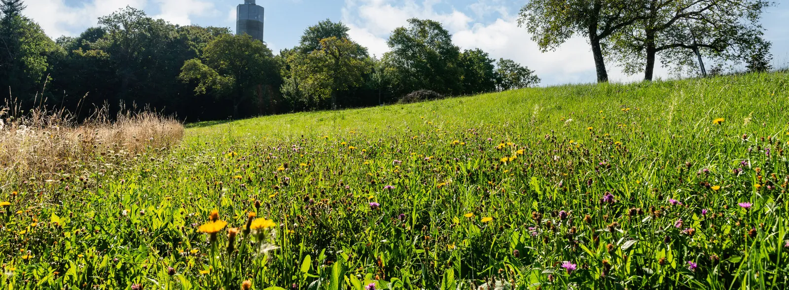 Wiese Baldegg Wasserturm