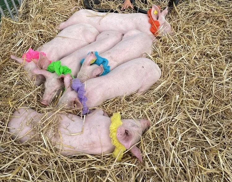Baden wird zum Bauernhof
