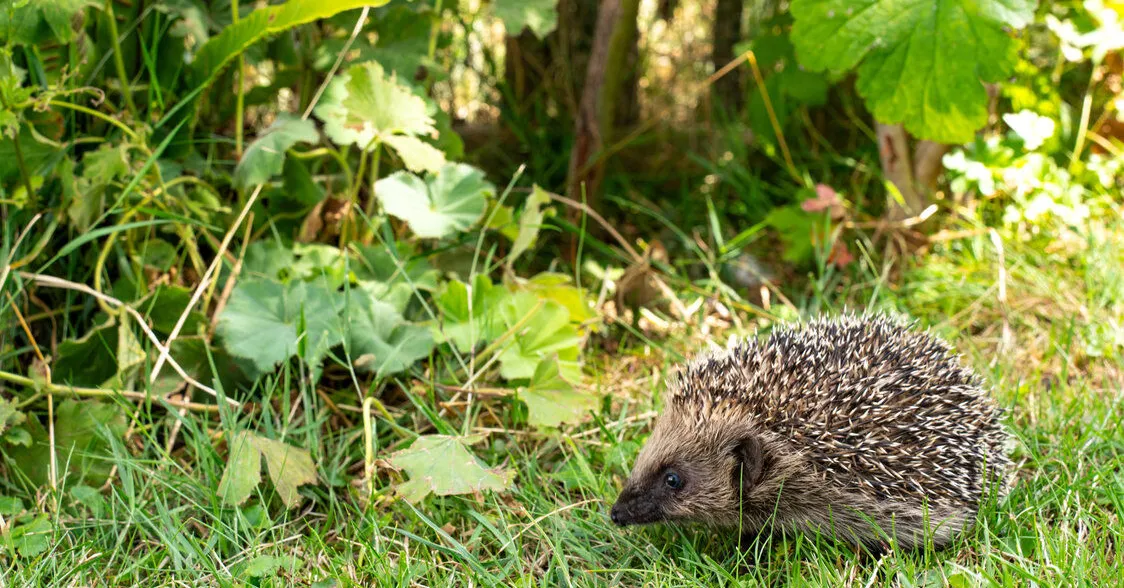 Auf Entdeckungstour mit unserem stacheligen Nachbarn