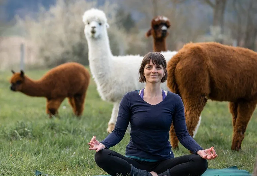 Yoga inmitten Alpakas-Bergdietikon bei Zürich