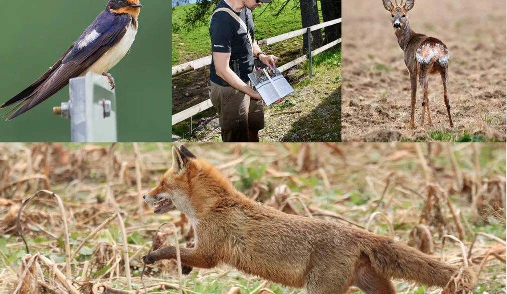 Naturkurs mit Wildtierexperte Michel Hänggi