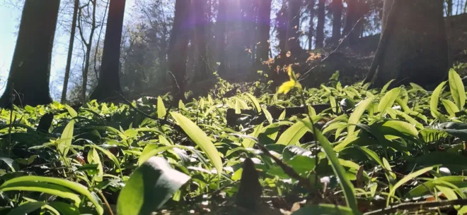 Plant hike: edible wild plants and their special features