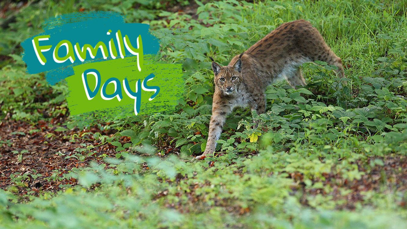 Family Days
