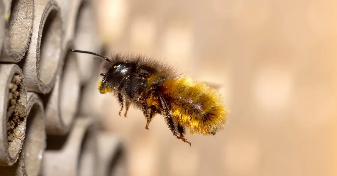 Wildbienen-Workshop