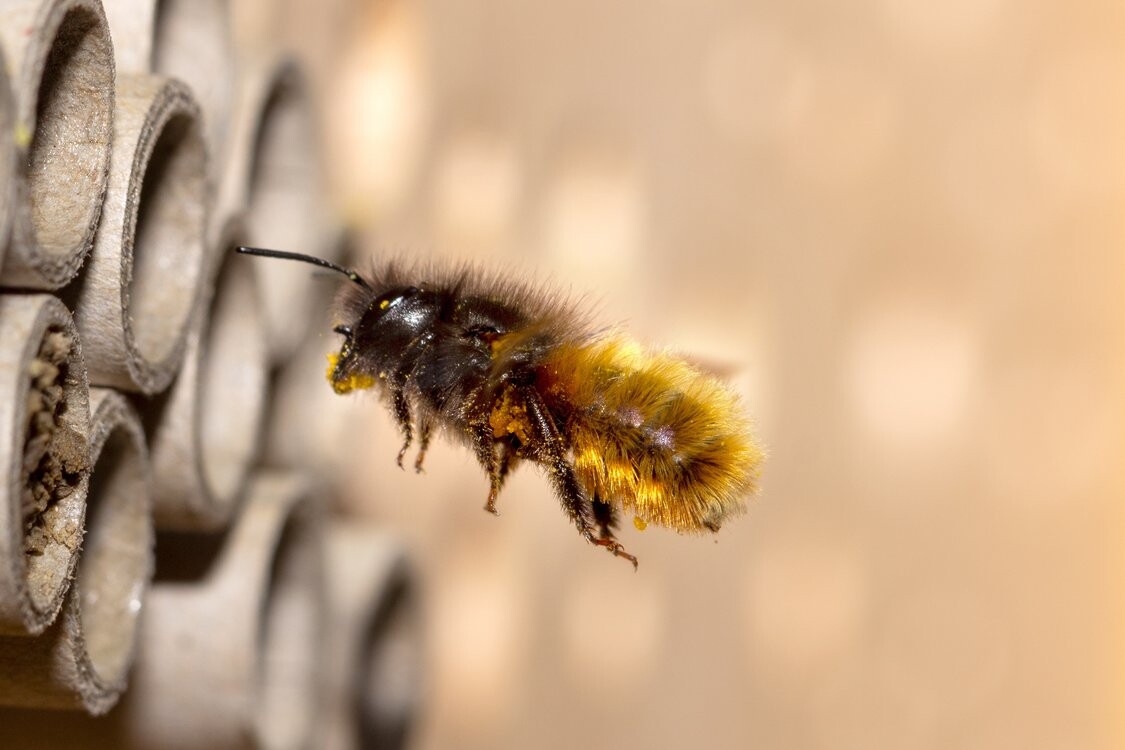 Wildbienen-Workshop
