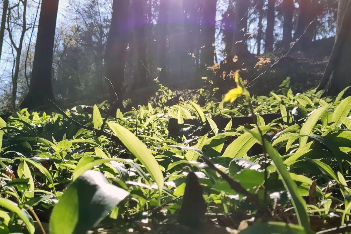 grüne Pflanzen im Wald