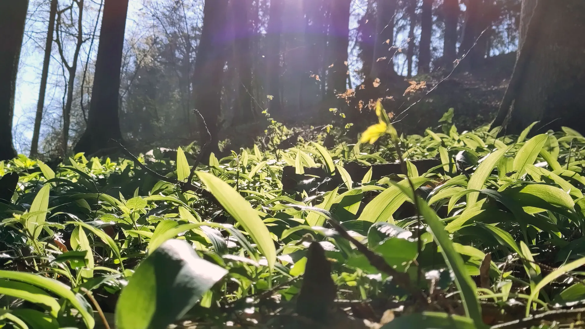 grüne Pflanzen im Wald