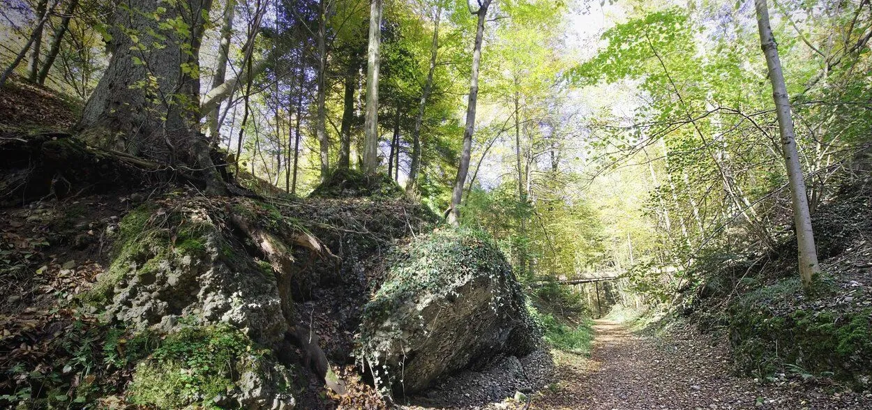 ForestBathing