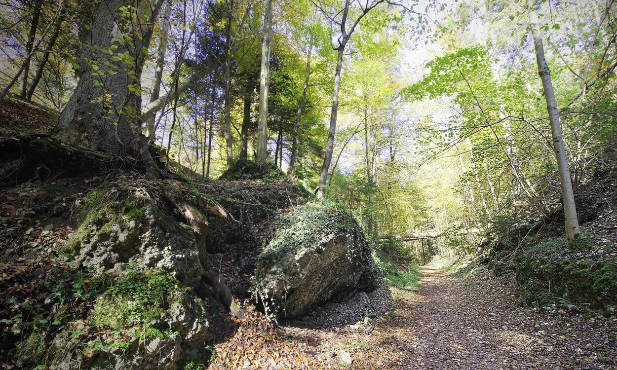 ForestBathing