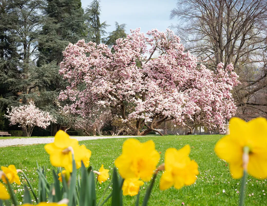Frühlingserwachen im Kurpark