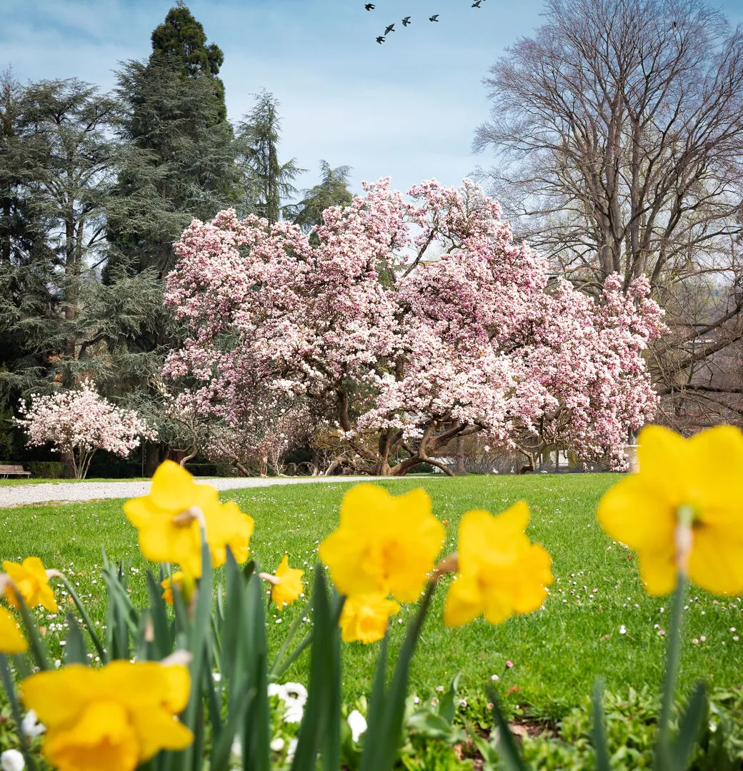 Frühlingserwachen im Kurpark