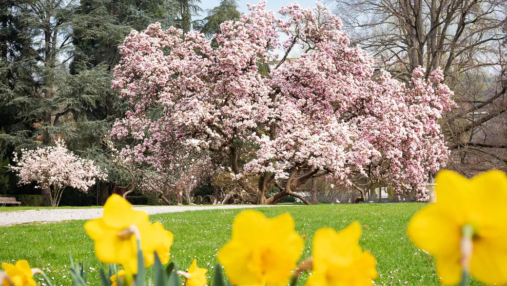 Frühlingserwachen im Kurpark