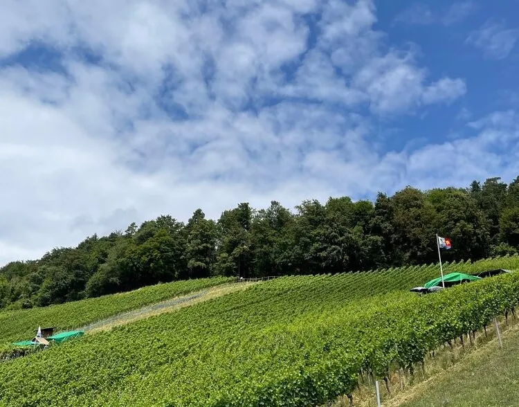Degustation: Aargauer Bio-Weine und Rebsorten der Zukunft