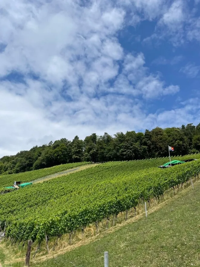 Tasting: Organic wines from Aargau and grape varieties of the future