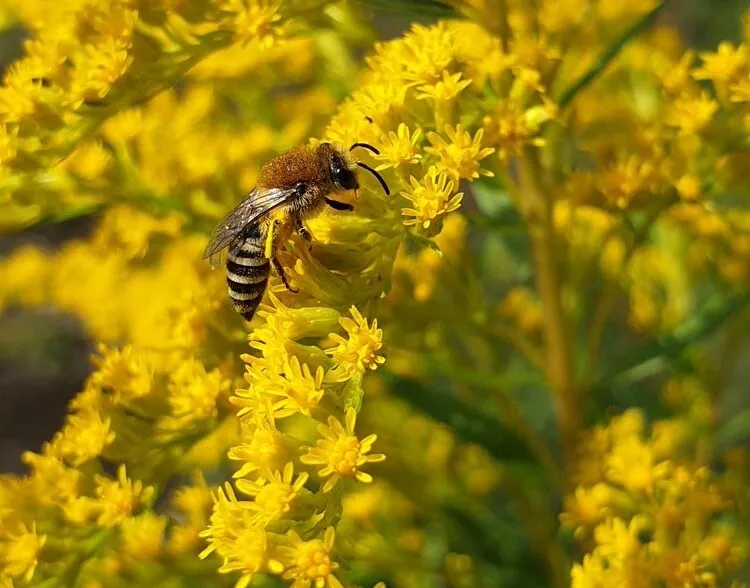 Workshop: Nahrungsangebote für Wildbienen schaffen