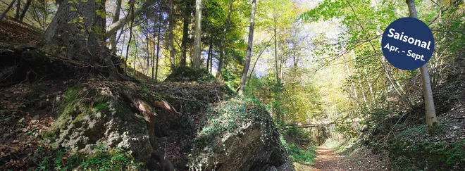 Eintauchen in die Natur
