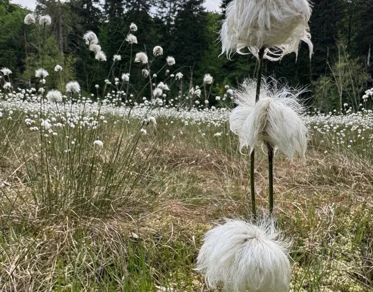 Feierabendwanderung - Melligen – Egelmoos, Taumoss & Torfmoos
