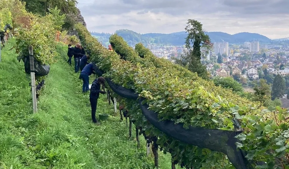 PACHTZINSÜBERGABE ZUNFT ZUR SANKT CORDULA AN DEN BADENER WEINTAGEN